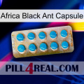 Africa Black Ant Capsule new09